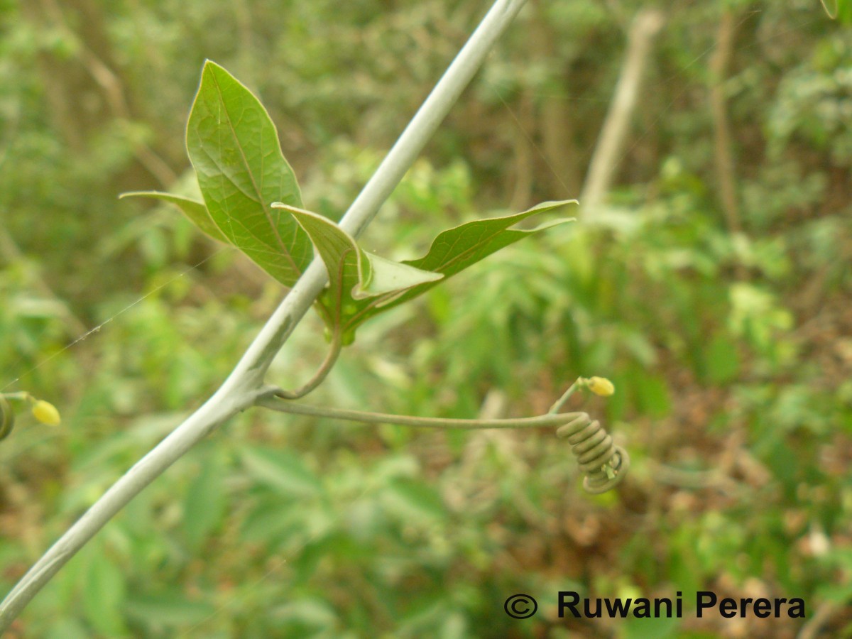 Adenia hondala (Gaertn.) W.J.de Wilde